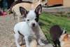 Magnifiques chiots chihuahua - photo 2