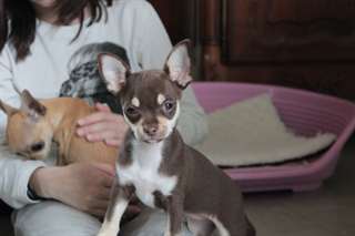 Magnifiques chiots chihuahua