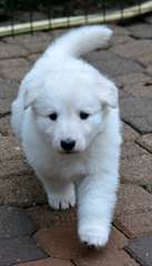 Magnifiques berger blanc suisse