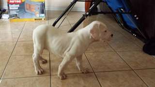 2 chiots Dogue argentin &#224; vendre Ses parents sont