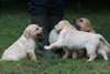 Superbes chiots Labrador - photo 2