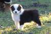 Chiots bergers australiens - photo 2