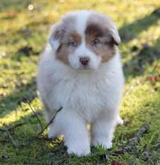 Chiots bergers australiens