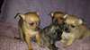 chiots chihuahua miniature - photo 2