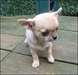 chiots chihuahua miniature - photo 3