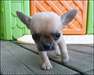 chiots chihuahua miniature - photo 4