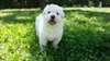 adorables chiots berger blanc suisse - photo 2