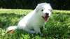 adorables chiots berger blanc suisse - photo 3