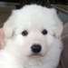 adorables chiots berger blanc suisse - photo 4