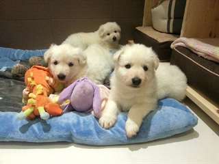 adorables chiots berger blanc suisse