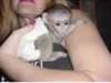 ADORABLES B&#233;b&#233; singe Capucin - photo 1