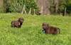 Chiots Labrador Retriever Chocolat - photo 2