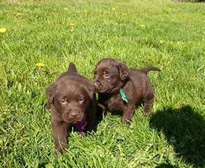 Chiots Labrador Retriever Chocolat
