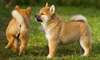 Chiots Shiba Inu - photo 2