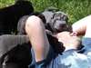 Chiots Shar pei - photo 2
