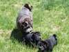 Chiots Shar pei - photo 3
