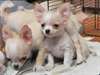 Magnifiques bébés chihuahua - photo 1