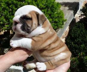A donner chiot type Bulldog Anglais