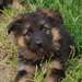 Magnifiques chiots berger allemand - photo 2