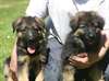 Magnifiques chiots berger allemand - photo 3