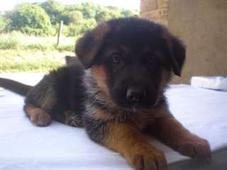 Magnifiques chiots berger allemand