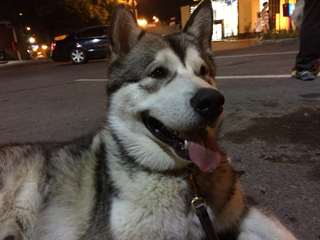 Service d'accouplement Malamute d'alaska