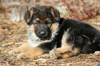 Berger allemand femelle