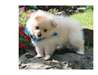 chiots spitz poméranien - photo 1