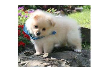 chiots spitz poméranien