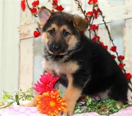 chiots berger allemand Notre &#233;levage familial vous