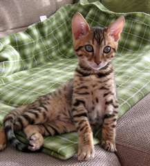 Magnifiques Type Chatons Savannah