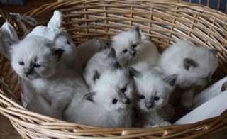 A réserver Chatons sacré de birmanie non lof