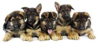 chiots berger allemand