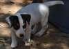 chiots jack russell terrier disponible de suite - photo 3