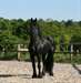 Frison hongre bonne origine - photo 1