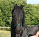 Frison hongre bonne origine - photo 2
