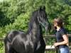 Frison hongre bonne origine - photo 3