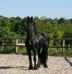 Frison hongre bonne origine