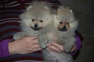 superbes chiots spitz