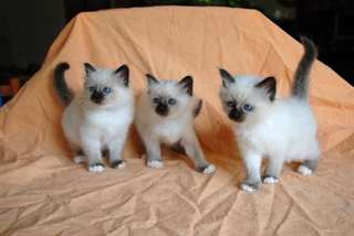 trois superbes chatons sacré de birmanie
