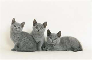 chatons chartreux