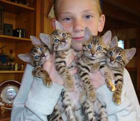 Deux magnifiques Chatons bengal  Des bengals dune