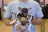 Chiot type chihuahua disponible Chiot de type chih - photo 1