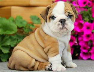 Super Beau Chiots Bulldog Anglais Chiots Bulldog A