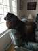 Chow chow Mâle - photo 2