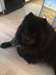 Chow chow Mâle - photo 3