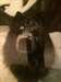 Chow chow Mâle - photo 4