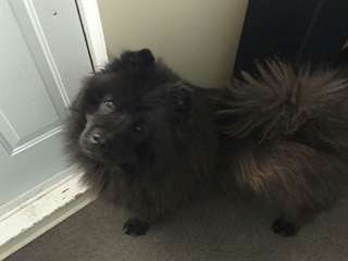 Chow chow Mâle