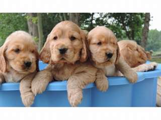 Chiots Cocker spaniel lof à réserver