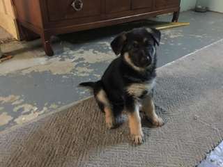 Chiot Berger allemand  2 gauche pure race 1male